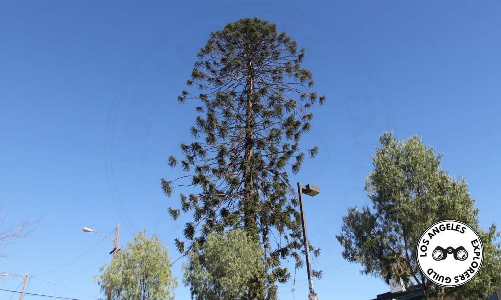 Los Angeles Explorers Guild visits El Pino Famoso