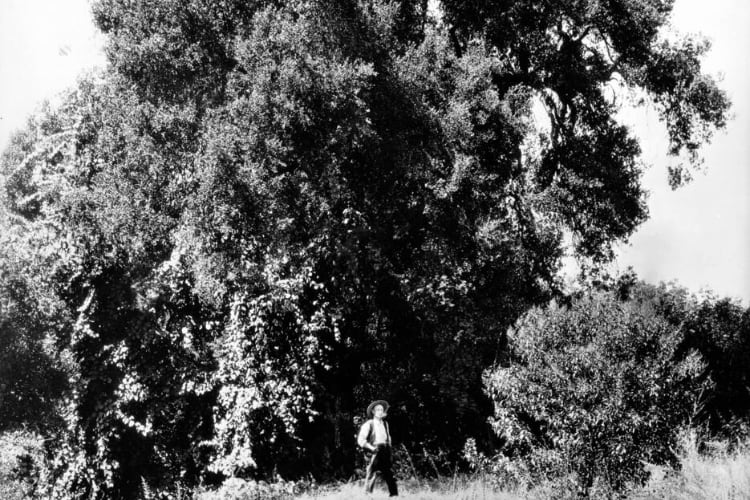 A man in front of the Cathedral Oak, circa 1895.