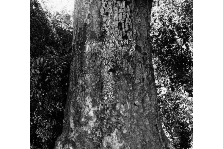Portola's Cross in the Cathedral Oak