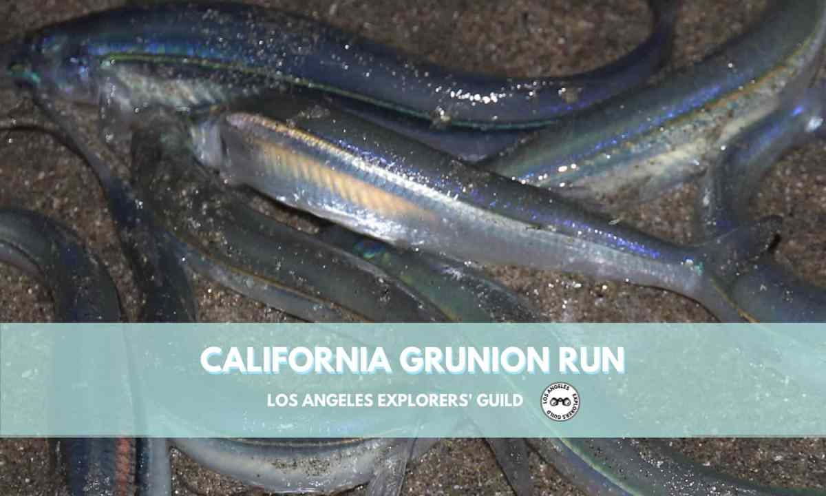 Running with the Grunions: How to Attend a California Grunion&nbsp;Run