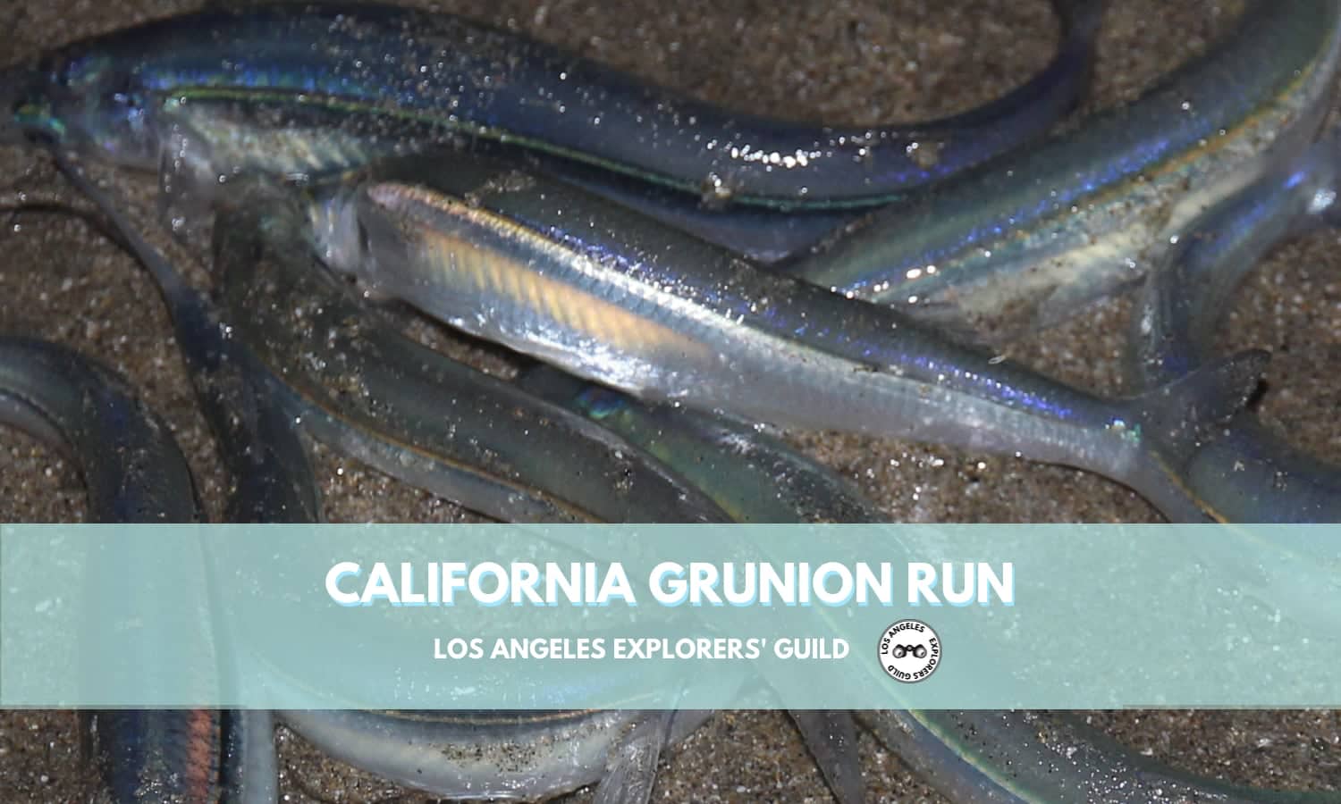California Grunion Run — Los Angeles Explorers Guild