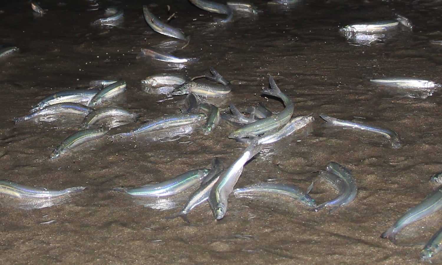 California Grunion Run — Los Angeles Explorers Guild